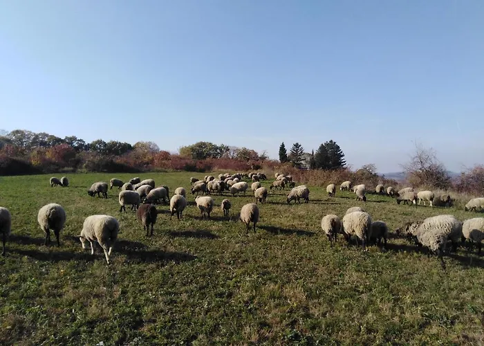 Apartment Fruskogorske Brvnare